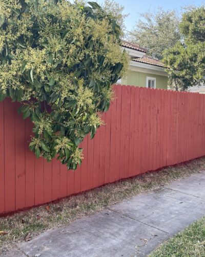 Red wood privacy fence alongside a walkway in McAllen